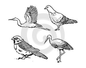 uncolored illustration of various birds.