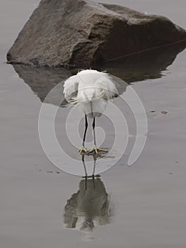 Uncombed white egret