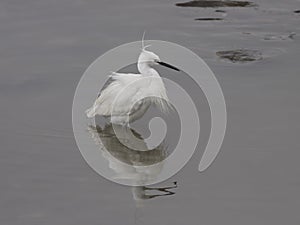 Uncombed white egret