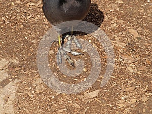 The Uncommon Feet of the Common Coot