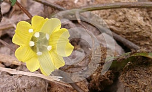 Uncommon Flower blooming very nicely