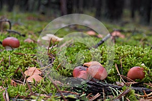 Uncommon mushroom Gomphidius roseus in the pine forest.