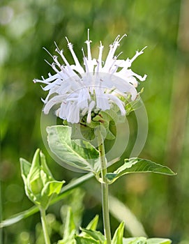 Uncommon pure white Monarda wildflower photo