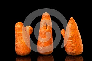 Uncommon vegetables. Ugly carrots on a black background