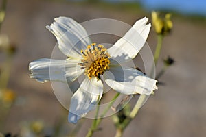 Uncommon white flower