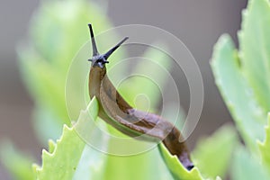 Uncommon wonderful and funny closeup of a Portuguese slug on a leaf