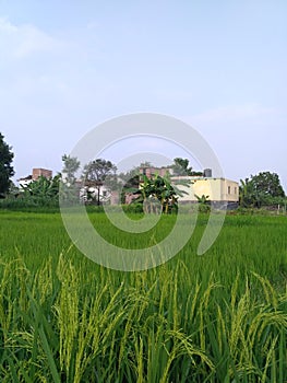 Uncomplicated rice plant and clear vision of indian agriculture