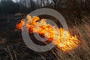 Uncontrolled fire of dry grass in a field