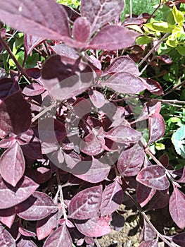 An unconventional close-up of some hedge plants with mahroon colored leaves