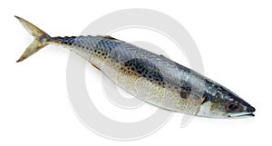 Uncooked Atlantic chub mackerel on a white background