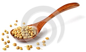 Uncooked coriander seeds in the wooden spoon, isolated on white