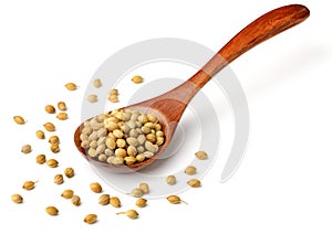 Uncooked coriander seeds in the wooden spoon, isolated on white