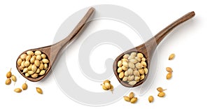 Uncooked coriander seeds in the wooden spoon, isolated on white, top view