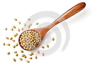 Uncooked coriander seeds in the wooden spoon, isolated on white, top view