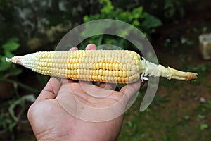 Uncooked Corn on Hand