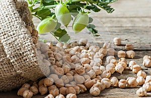 Uncooked dried chickpeas in burlap sack with raw green chickpea pod plant on wooden table