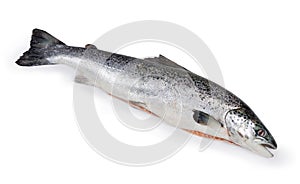 Uncooked gutted salmon on a white background