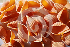 Uncooked Italian conchiglie pasta