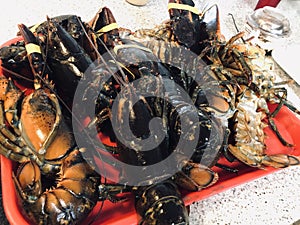 uncooked live lobsters ready to go in boiling steambath pot