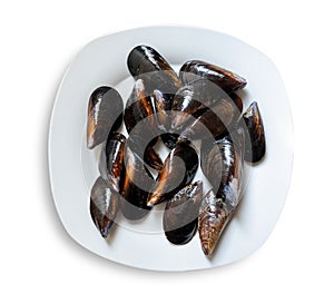 uncooked mussels dish isolated on white background, top view
