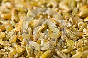 Uncooked, raw freekeh or firik, roasted wheat grain, close up macro