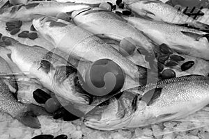 Uncooked sea fish laid on ice in black and white