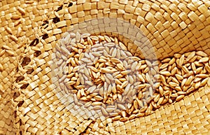 Uncooked spelt grains