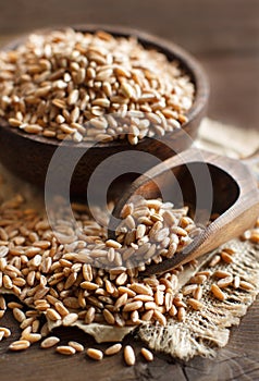 Uncooked whole spelt in a bowl with a wooden spoon