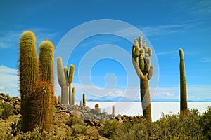Uncountable giant cactus plants on Isla Incahuasi against the vast salt flats of Salar de Uyuni, Bolivia, South America
