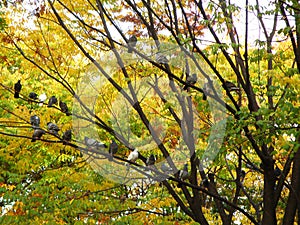 Uncountable pigeons resting on the autumn color leaves tree