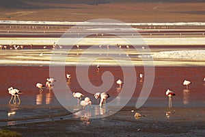 Uncountable Pink Flamingos at Laguna Colorada or the Red Lagoon on the Bolivian Altiplano, Potosi, Bolivia, South America