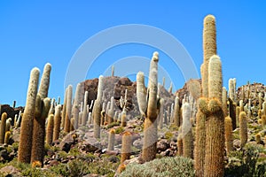 Uncountable Trichocereus Cactus on Isla Incahuasi or Isla del Pescado, a Rocky Outcrop in the Middle of Uyuni Salt Flats