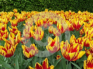 Uncountable vivid yellow with red accent blooming Tulip flowers with in the field