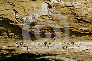 Uncountable wild birds perching on La Catedral arch or the Cathedral, the famous rock formation at Paracas National Reserve, Peru