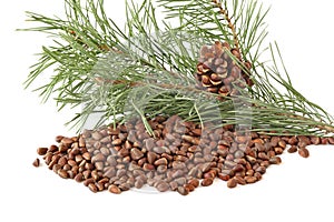 Uncovered cone of cedar nuts on branch with and cedar nuts in the shell isolated on the white