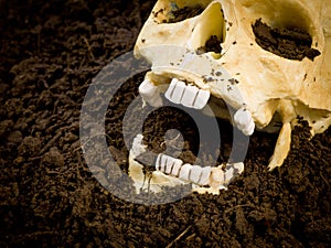 Uncovered Human Skull