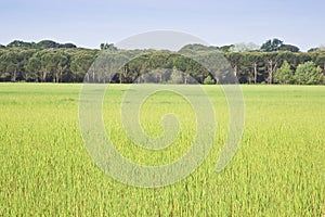 Uncultivated agricultural land for sale - Land plot management - Real estate concept with a wild vacant land