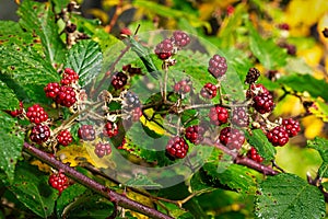 Uncultivated Berries In Forest