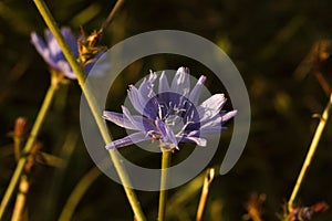 uncultivated chicory