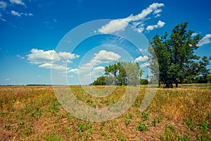 Uncultivated field with trees