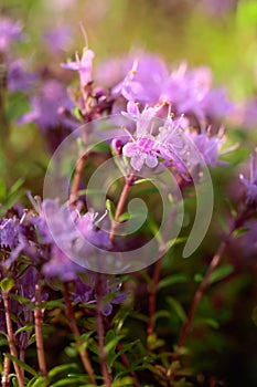 Uncultivated flowering thyme.