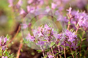 Uncultivated flowering thyme.