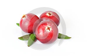 Uncultivated forest cranberries