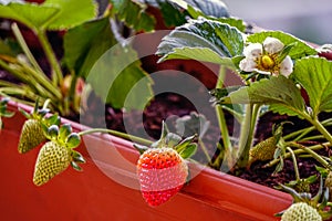 Uncultivated home bred fresh strawberries in the pot on the branches close up view in summer sun light