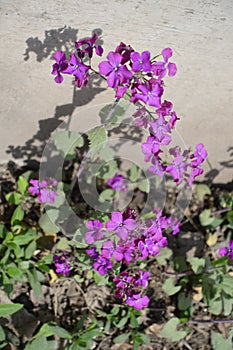 Uncultivated Lunaria annua plant in full bloom