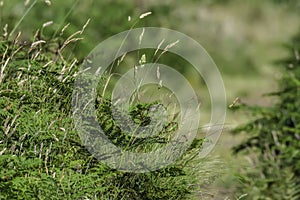 Uncultivated meadow in springtime