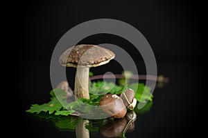 Uncultivated organic forest mushrooms on black background