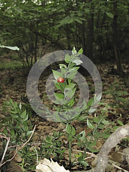 Uncultivated plant Ruscus aculeatus