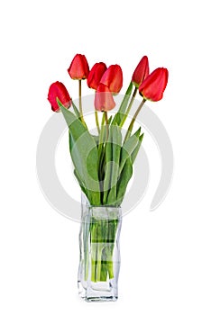 Uncultivated red tulips in glass vase