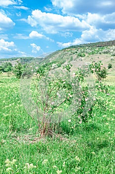 Uncultivated rosehip shrub